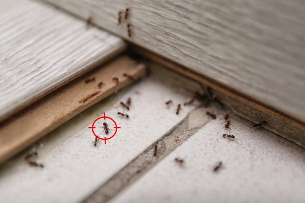 Best Pest Removal Services  in Seneca, SC