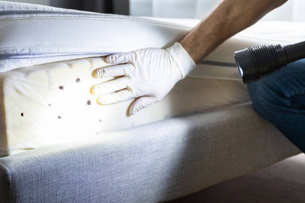 Best Best Pest Control Companies  in Seneca, SC